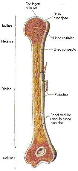 Ossos e articulações - Só Biologia